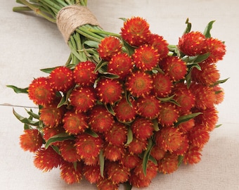 120 Gomphrena Orange seeds