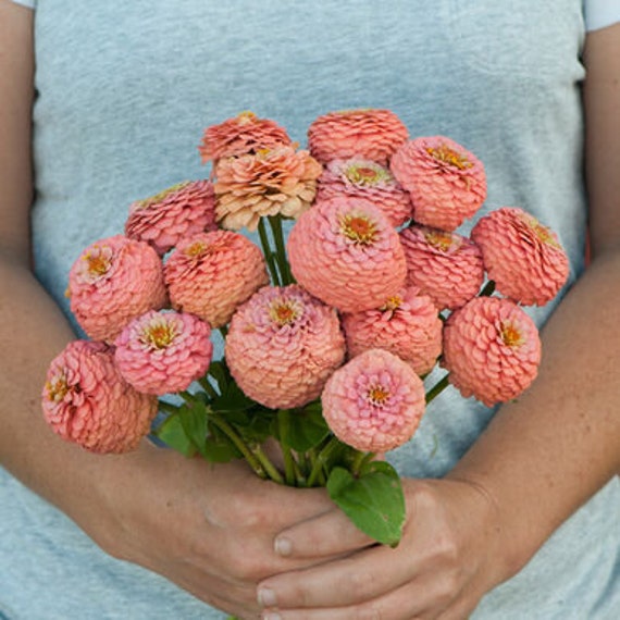 Oklahoma Zinnia Variety: Salmon, White, Carmine, Pink (25 Seeds