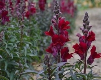 50+ Snapdragon Black Prince seeds