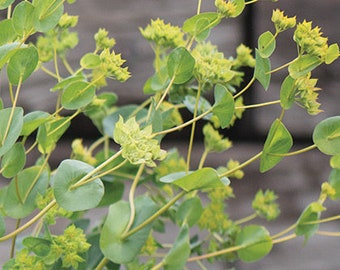 May include: A bouquet of green foliage with small clusters of yellow flowers. The flowers are in bloom and have a delicate, airy appearance.