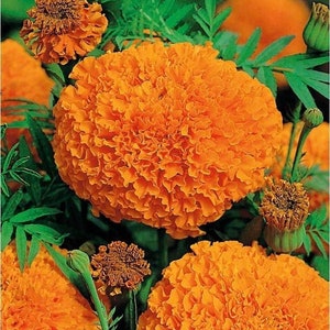 75+ Giant Crackerjack Hawaii Marigold seeds
