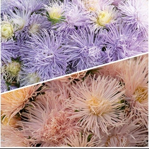 Aster variety: Hazaster Hagan Light Blue, Valkyrie Brunhilde Chamois seeds (25 seeds per variety x2)