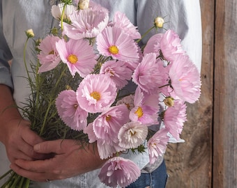 30 Cosmos Cupcakes Blush seeds