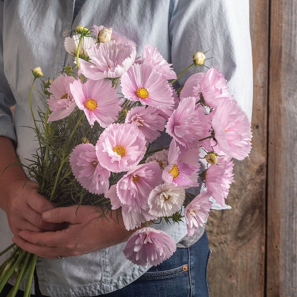 30 Cosmos Cupcakes Blush seeds