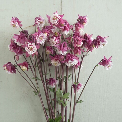 50 Columbine Pink Petticoat seeds