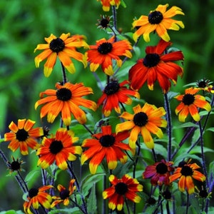 20 Rudbeckia Triloba Prairie Glow seeds