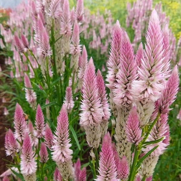 40 Celosia Flamingo Feather Seeds