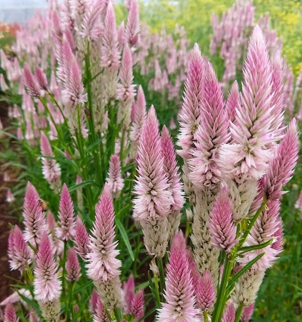 40 Celosia Flamingo Feather seeds