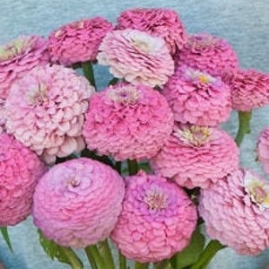25 Zinnia Oklahoma Pink seeds