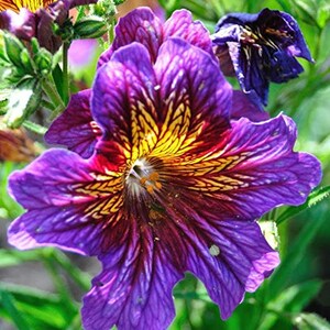 50 Salpiglossis Mix seeds image 3