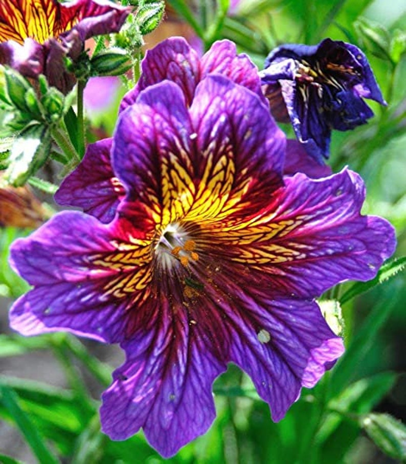 50 Salpiglossis Mix seeds image 3