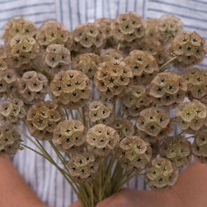 25 Scabiosa Stellata Starflower Seeds image 2
