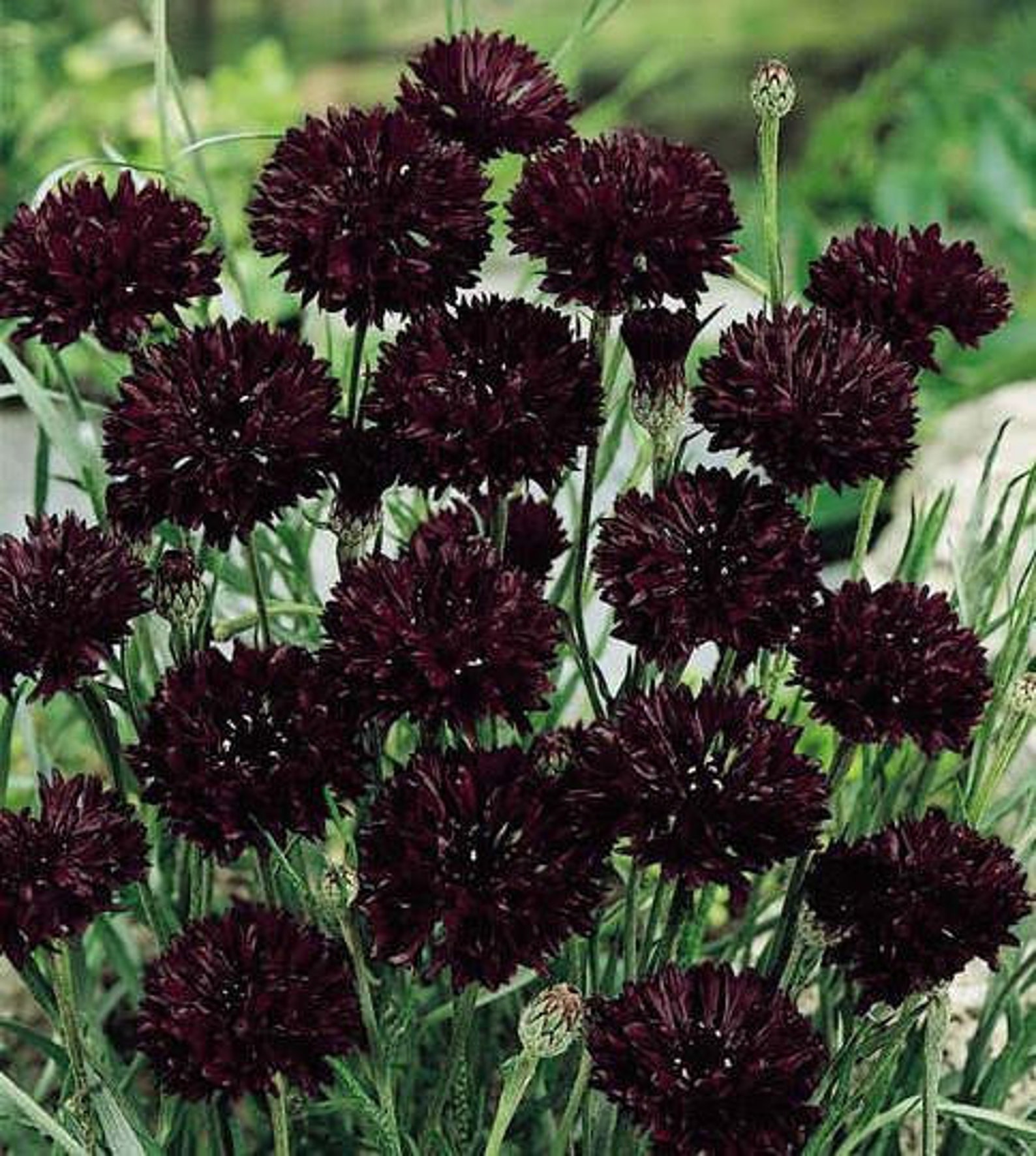 100 Black Bachelors Button Seeds - Etsy