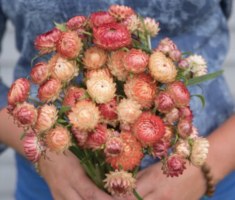 Strawflower Variety Sultane Mix Apricot/peach Purplered Etsy