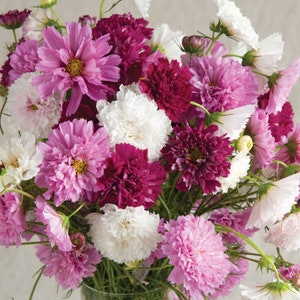 May include: A bouquet of pink, white, and burgundy cosmos flowers in a glass vase. The flowers are arranged in a loose, natural style.