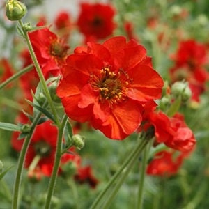 40 Geum Mrs Bradshaw seeds