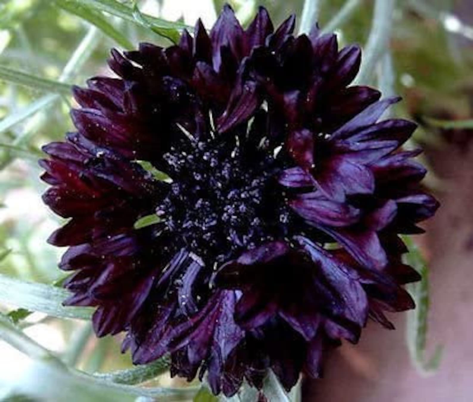 black bachelor button seed packet
