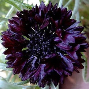 100+ Black Bachelors Button Seeds