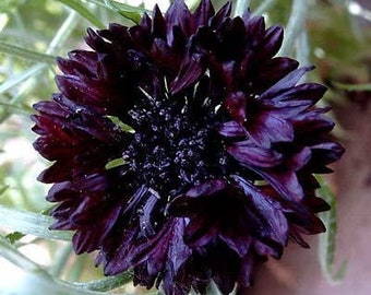 100+ Black Bachelors Button Seeds