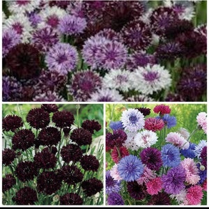 May include: A collection of three different types of cornflowers. The first image shows purple and white cornflowers. The second image shows dark purple cornflowers. The third image shows a mix of blue, pink, and white cornflowers.