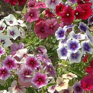 40 Phlox Grandiflora Mix seeds