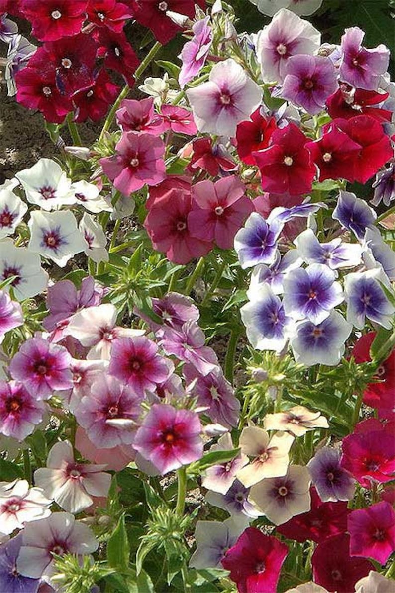 40 graines de Phlox Grandiflora Mix image 1