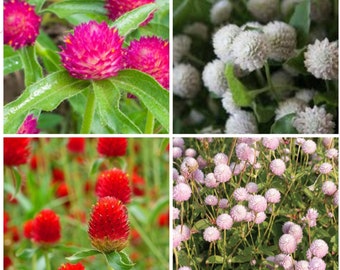 Gomphrena Variety: Carmine, Audray white, Strawberry fields, Frosty pink (40 seeds for each variety ×4)