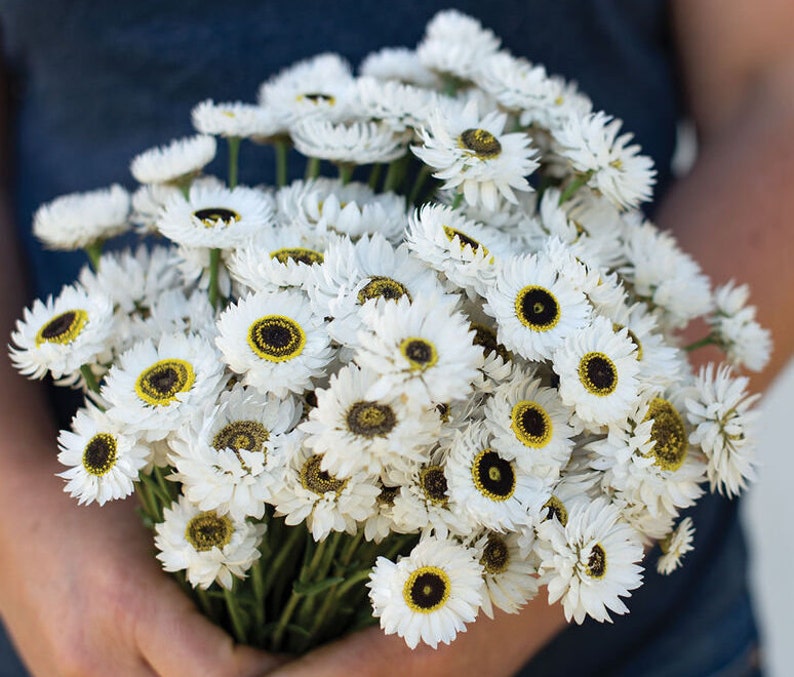 40 Pierrot white paper daisy seeds