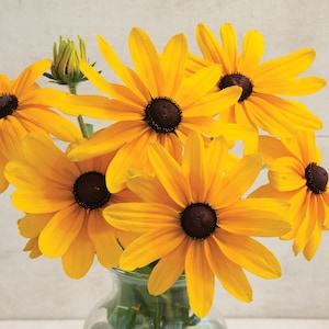 50+ Rudbeckia Indian Summer seeds