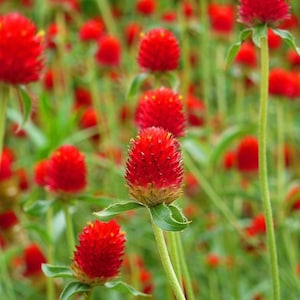 50 Gomphrena Strawberry Fields seeds