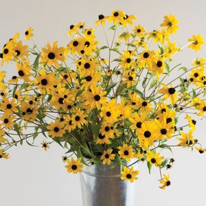 30 Rudbeckia Triloba seeds