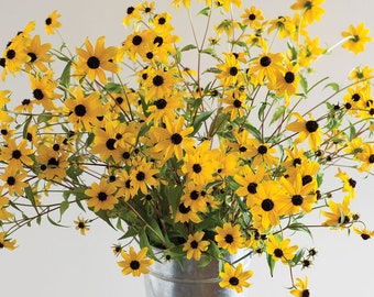 30 Rudbeckia Triloba seeds