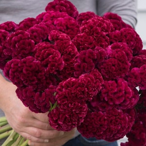 30 Celosia Cramers&#39; Burgundy Seeds