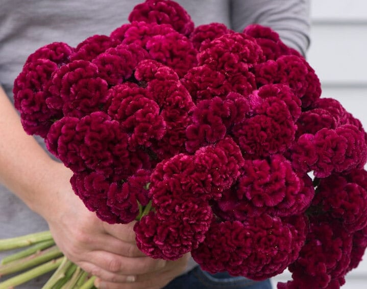 Celosia Velvet - Etsy