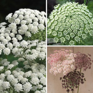 Queen Anne&#39;s Lace Variety: Dara Daucus, White Dill, Green Mist (50+ seeds for each variety x3)