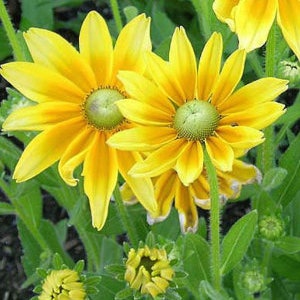 35 graines de Rudbeckia Irish Eyes