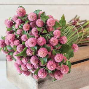 40 Gomphrena Raspberry Creme seeds