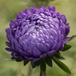 25 Tower Blue Aster seeds