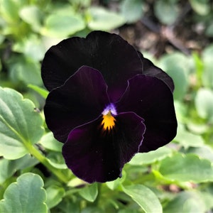 50 Viola Back to Black seeds