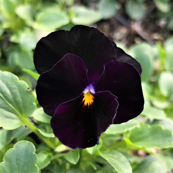 50 Viola Back to Black seeds