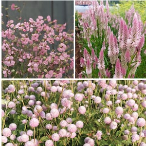 Pretty and Pink Variety: Saponaria Pink Beauty, Celosia Flamingo Feather, Frosty Pink Gomphrena (40 seeds for each variety ×3)