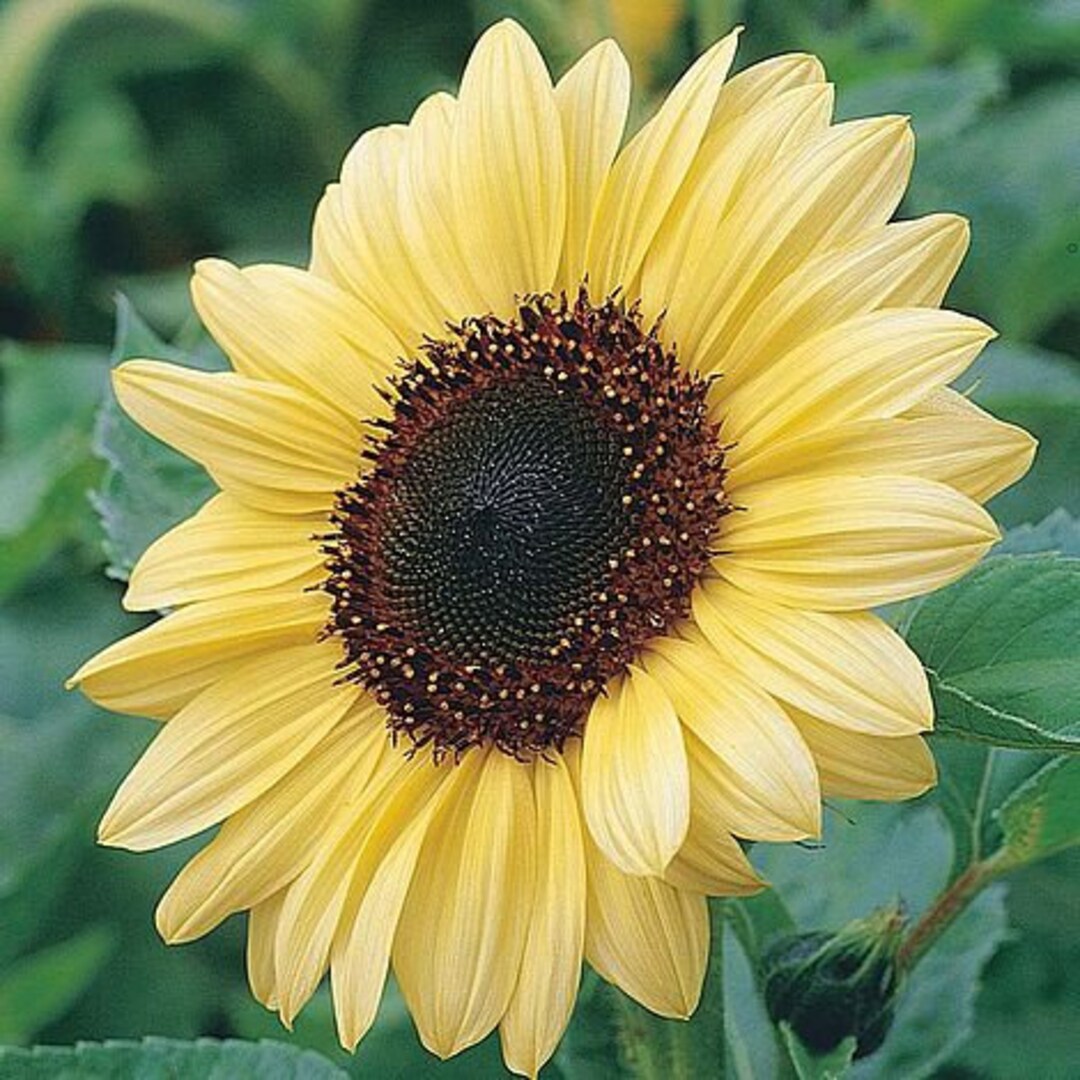 25 Sunflower Valentine Seeds Etsy
