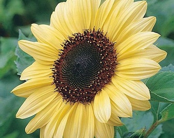 25 Sunflower Valentine seeds