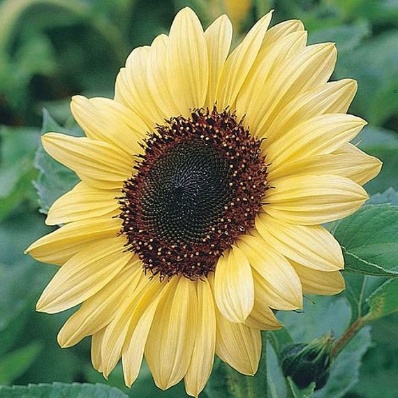 25 Sunflower Valentine Seeds Etsy