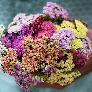 50 Yarrow Colorado Mix Seeds - Etsy