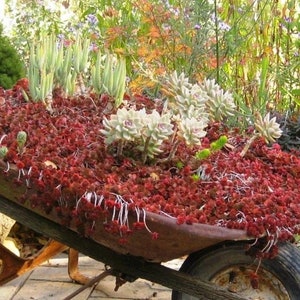 50+ Sedum Dragon&#39;s Blood Succulent seeds