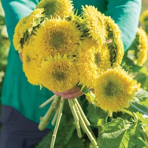 May include: A bouquet of yellow sunflowers with green centers. The sunflowers are held in a person's hand.