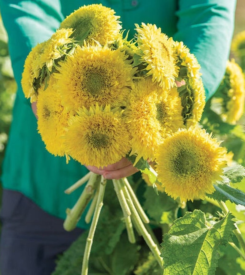 May include: A bouquet of yellow sunflowers with green centers. The sunflowers are held in a person's hand.