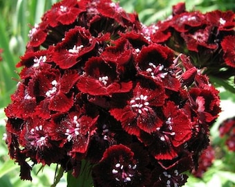 30+ Sweet William Black Adder seeds