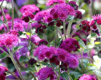 40 Ageratum Red Flint Seeds